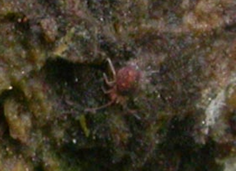 Collembola Dicyrtomidae